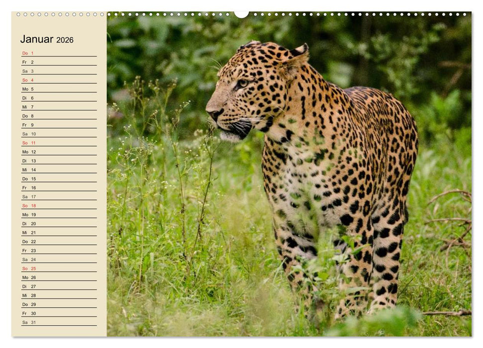 Die Lautlosen. Geparden und Leoparden (CALVENDO Premium Wandkalender 2026)