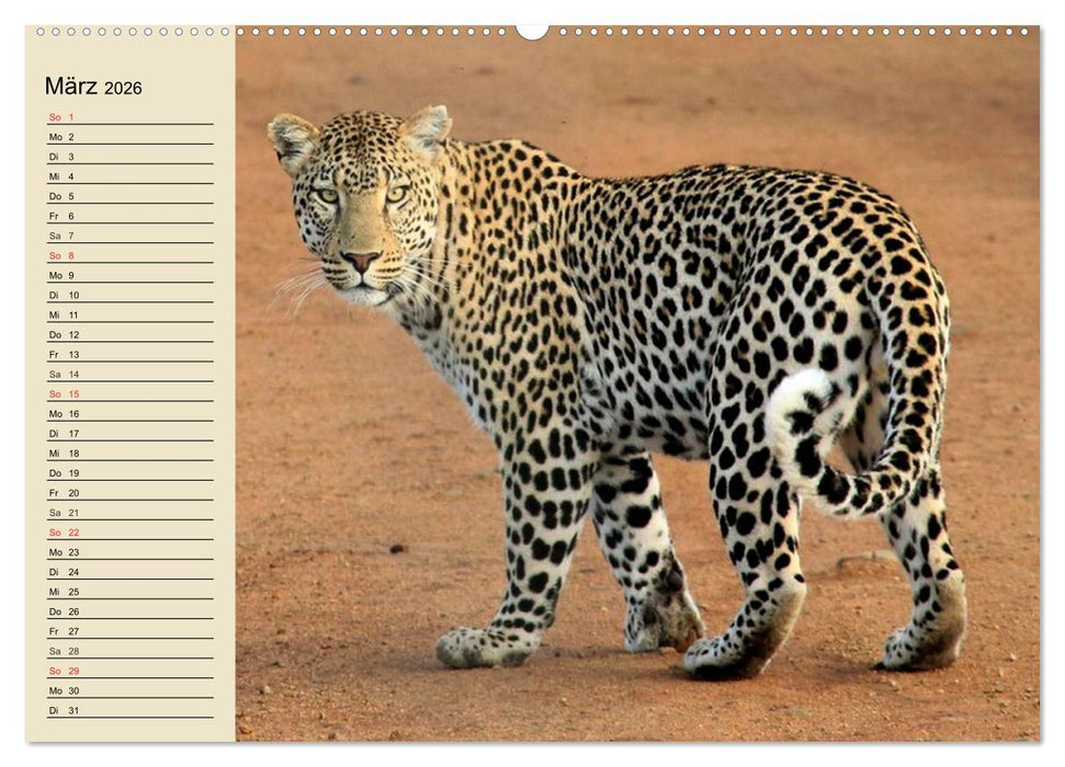 Die Lautlosen. Geparden und Leoparden (CALVENDO Premium Wandkalender 2026)