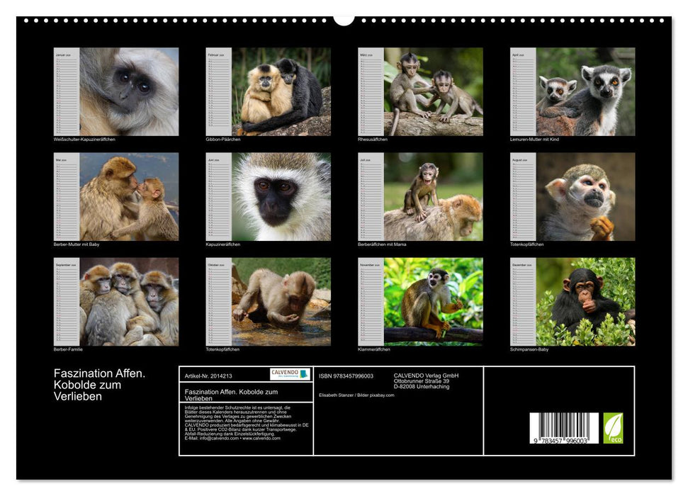 Faszination Affen. Kobolde zum Verlieben (CALVENDO Premium Wandkalender 2026)