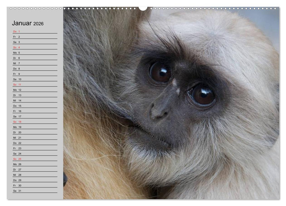 Faszination Affen. Kobolde zum Verlieben (CALVENDO Premium Wandkalender 2026)