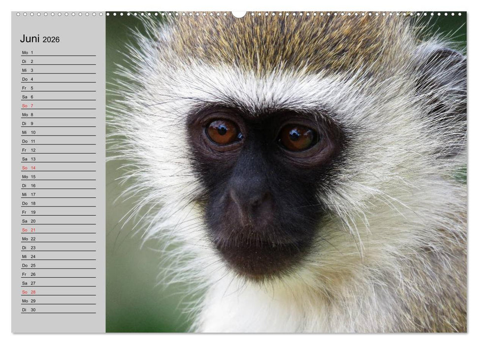 Faszination Affen. Kobolde zum Verlieben (CALVENDO Premium Wandkalender 2026)