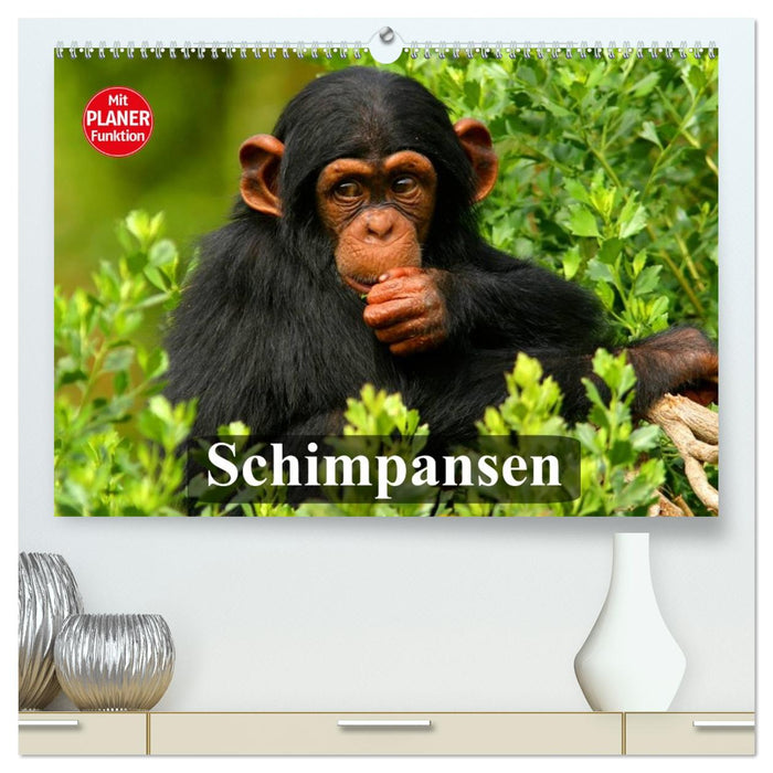Schimpansen (CALVENDO Premium Wandkalender 2026)