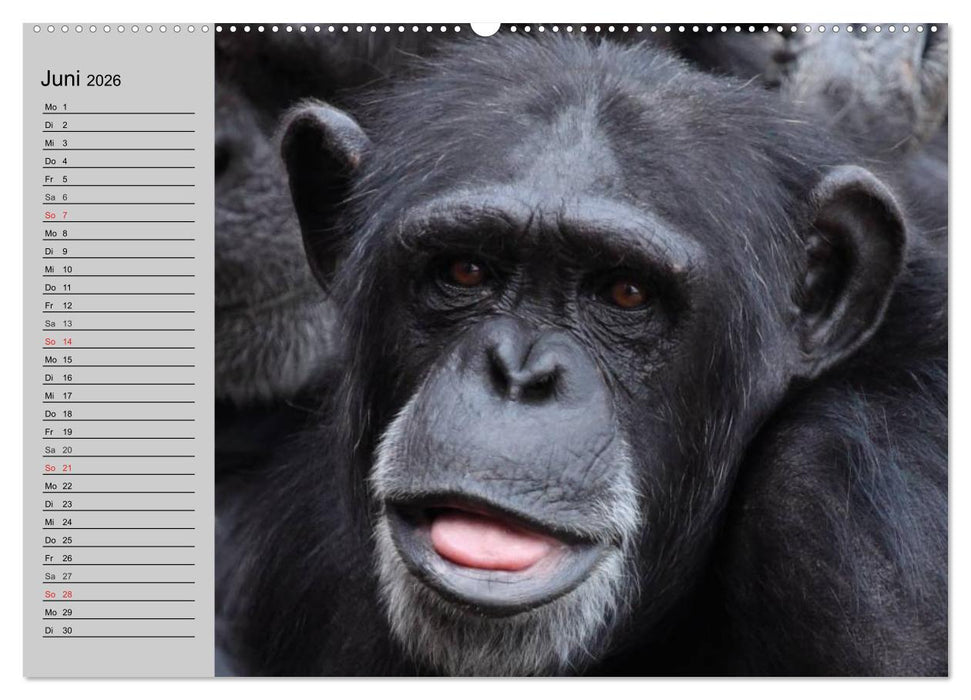 Schimpansen (CALVENDO Premium Wandkalender 2026)