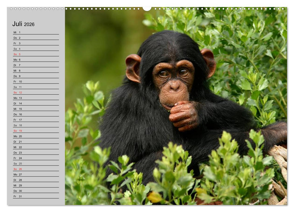 Schimpansen (CALVENDO Premium Wandkalender 2026)