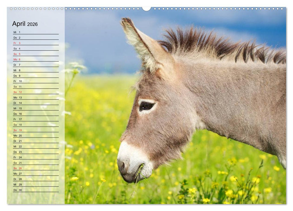 Esel. Hübsch, klug und fleißig (CALVENDO Wandkalender 2026)