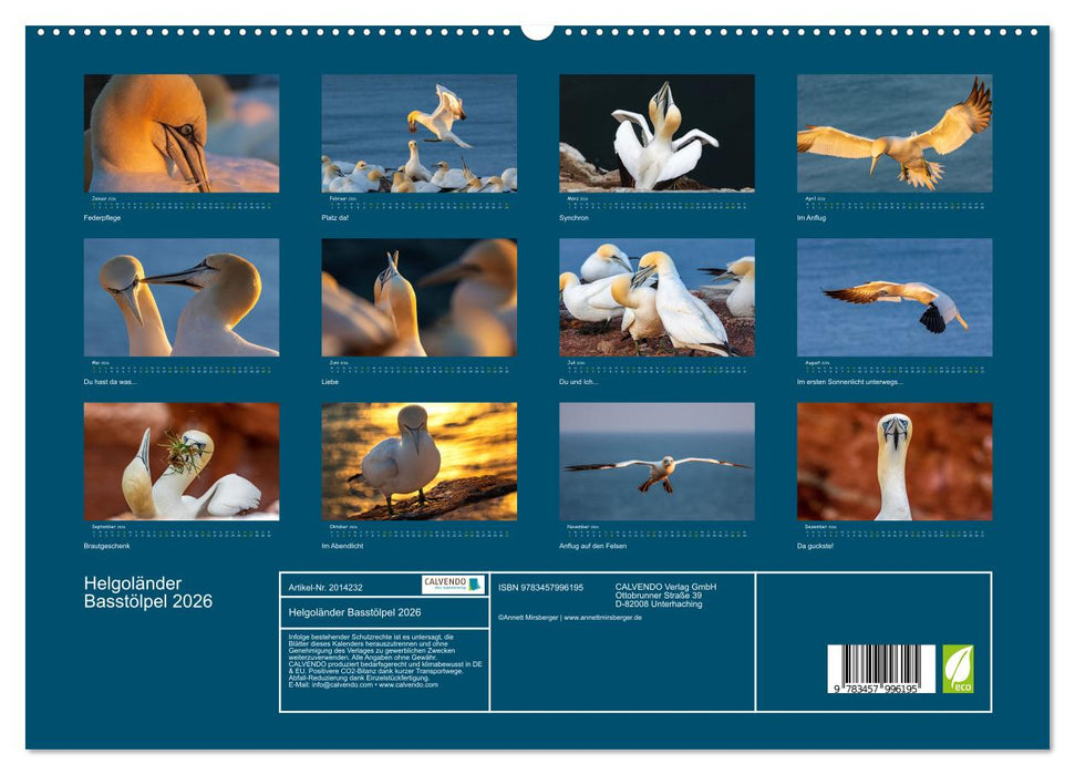 Helgoländer Basstölpel 2026 (CALVENDO Premium Wandkalender 2026)