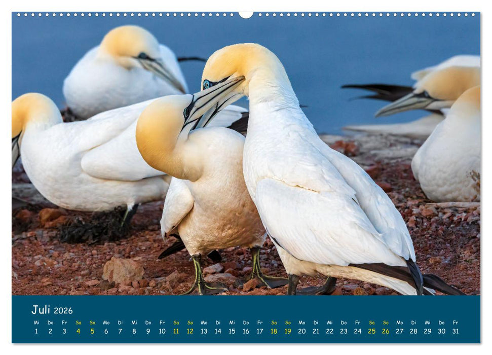 Helgoländer Basstölpel 2026 (CALVENDO Premium Wandkalender 2026)