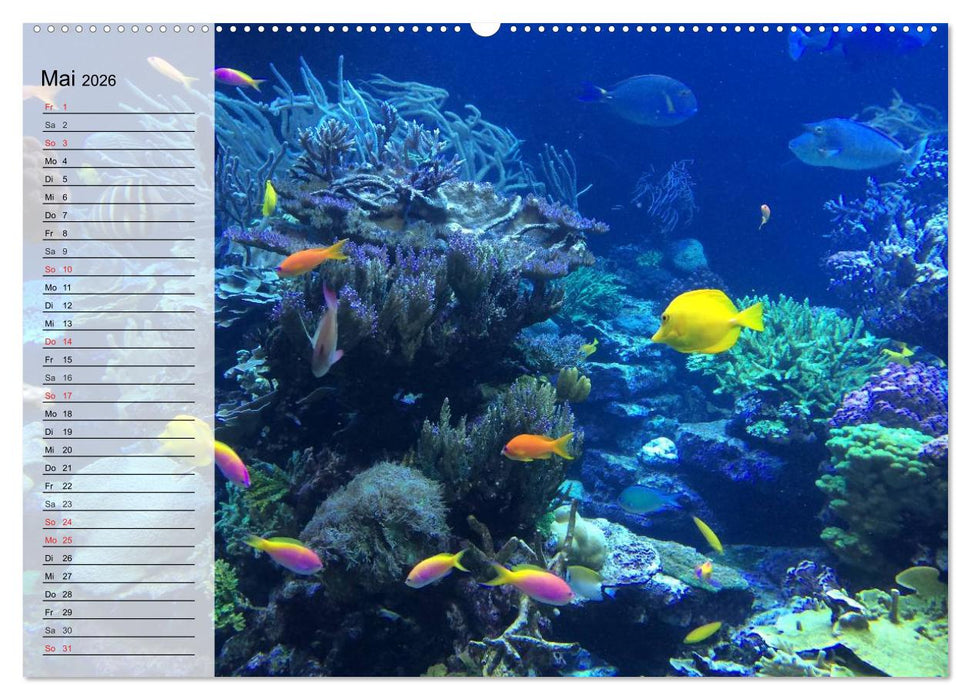 Paradiese im ewigen Blau. Die bunte Unterwasserwelt (CALVENDO Wandkalender 2026)