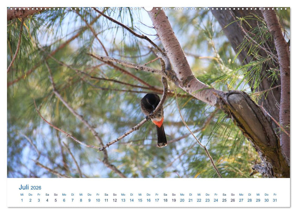 Südsee-Insel Mo'orea (CALVENDO Premium Wandkalender 2026)