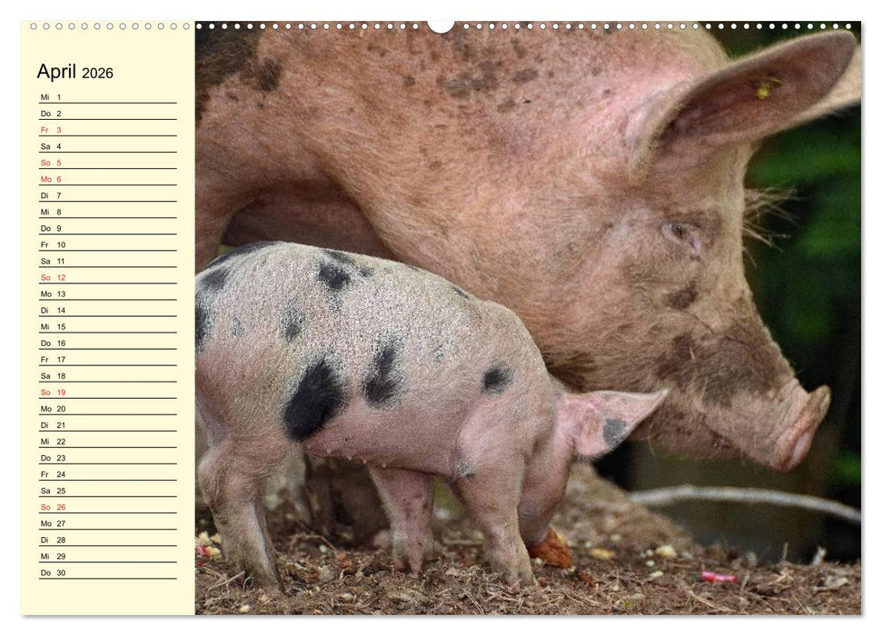 Von Säuen die Schwein haben! (CALVENDO Wandkalender 2026)