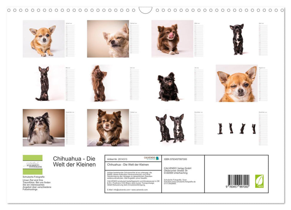 Chihuahua - Die Welt der Kleinen (CALVENDO Wandkalender 2026)