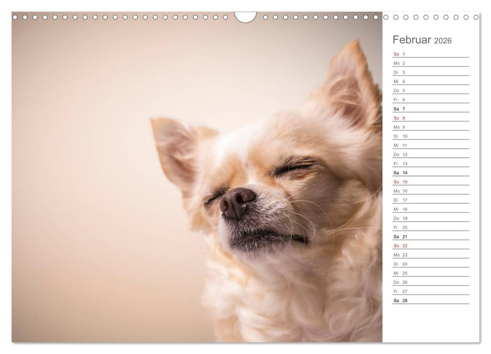 Chihuahua - Die Welt der Kleinen (CALVENDO Wandkalender 2026)