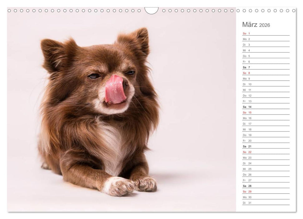 Chihuahua - Die Welt der Kleinen (CALVENDO Wandkalender 2026)