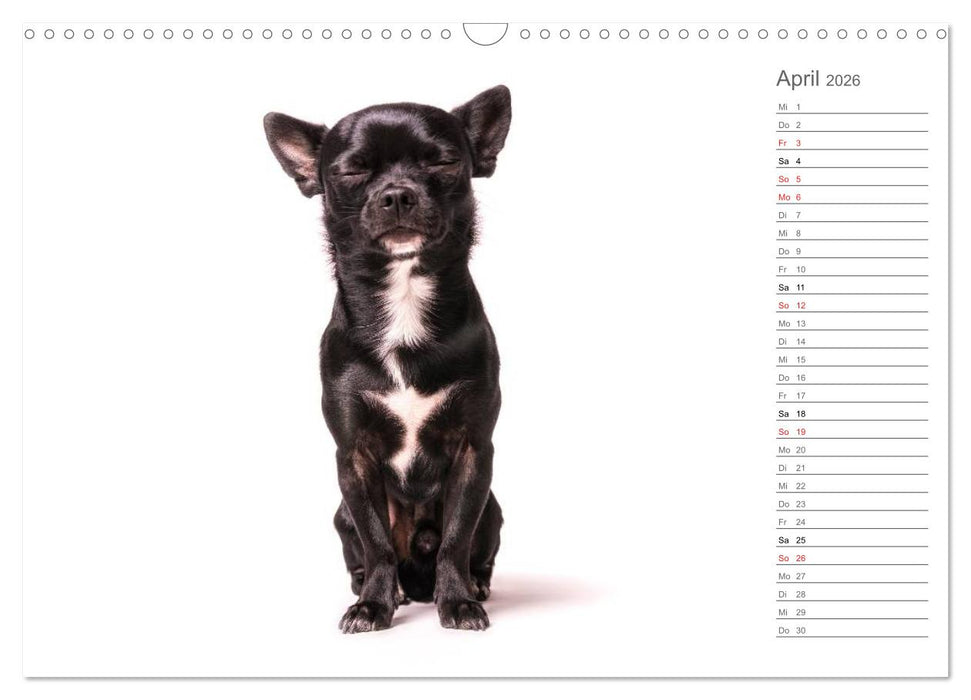 Chihuahua - Die Welt der Kleinen (CALVENDO Wandkalender 2026)