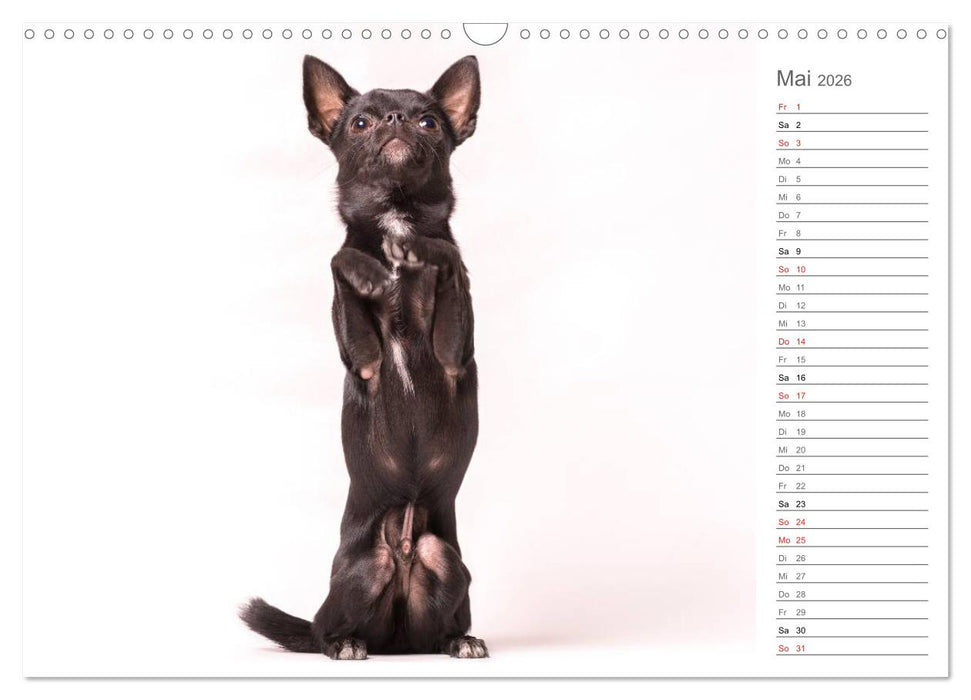 Chihuahua - Die Welt der Kleinen (CALVENDO Wandkalender 2026)