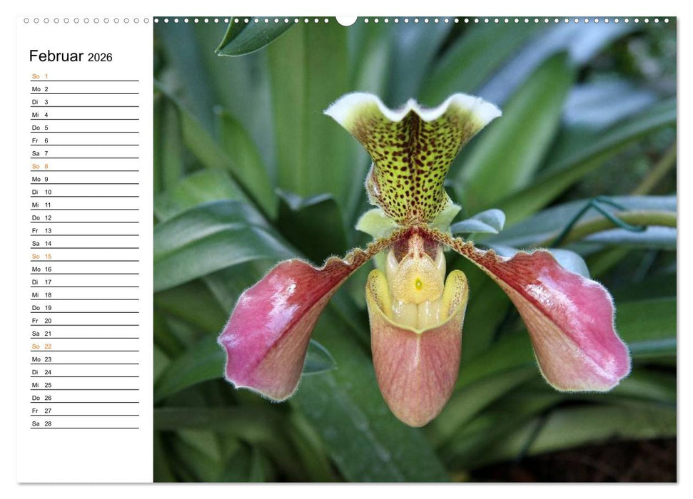 Prachtvolle Orchideen (CALVENDO Premium Wandkalender 2026)