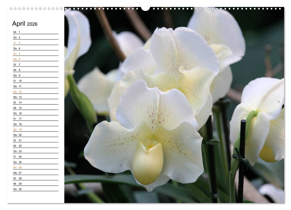 Prachtvolle Orchideen (CALVENDO Premium Wandkalender 2026)