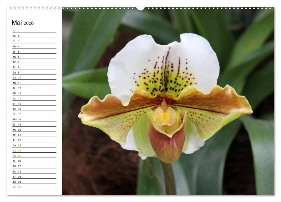 Prachtvolle Orchideen (CALVENDO Premium Wandkalender 2026)