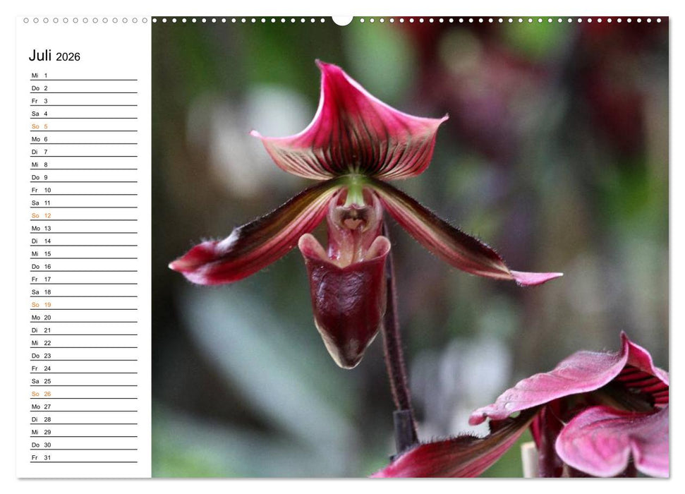 Prachtvolle Orchideen (CALVENDO Premium Wandkalender 2026)