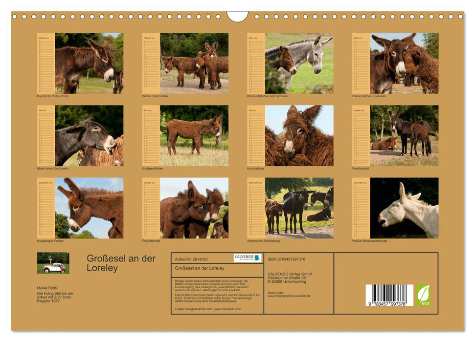 Großesel an der Loreley (CALVENDO Wandkalender 2026)