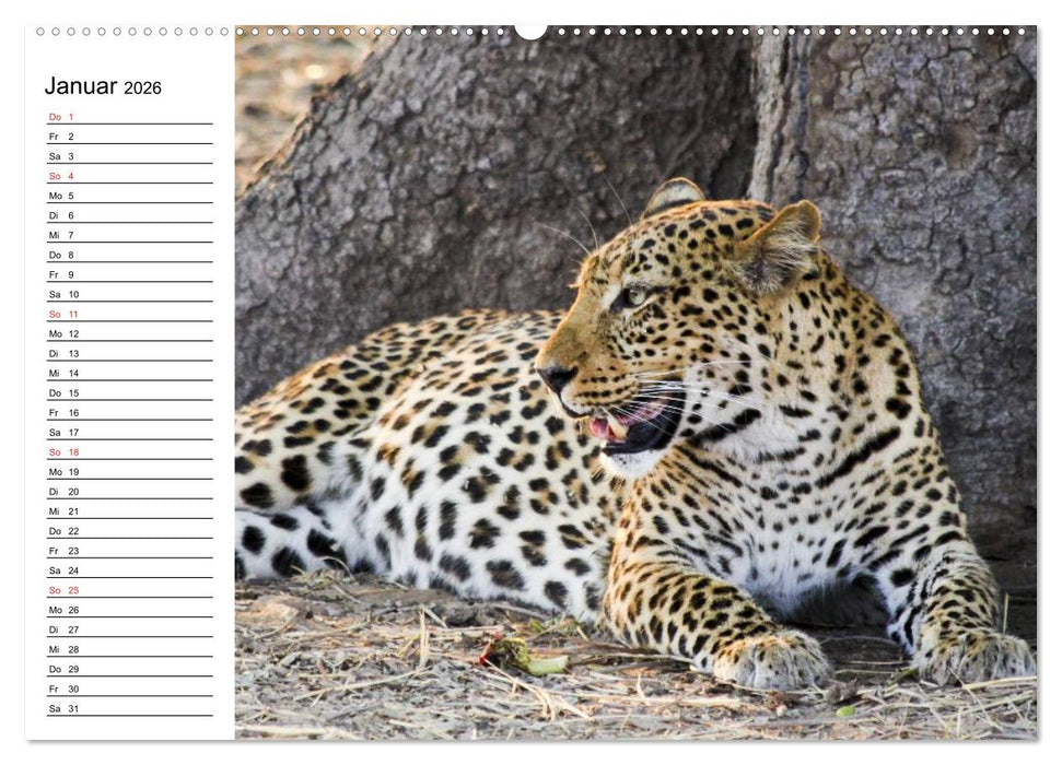 Leoparden. Elegante Jäger (CALVENDO Wandkalender 2026)