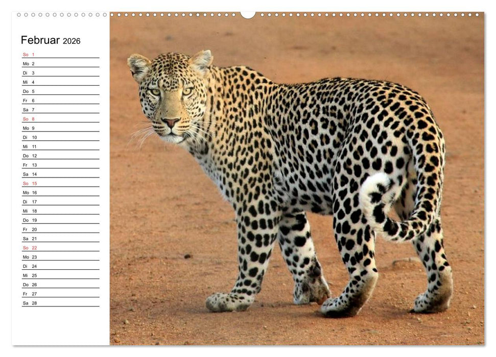 Leoparden. Elegante Jäger (CALVENDO Wandkalender 2026)