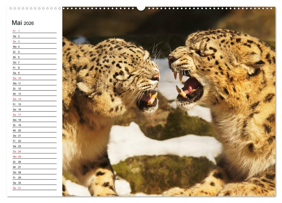 Leoparden. Elegante Jäger (CALVENDO Wandkalender 2026)