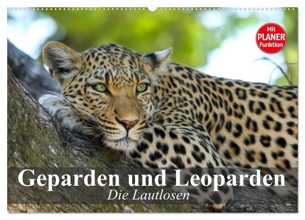 Die Lautlosen. Geparden und Leoparden (CALVENDO Wandkalender 2026)