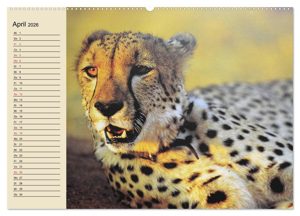 Die Lautlosen. Geparden und Leoparden (CALVENDO Wandkalender 2026)
