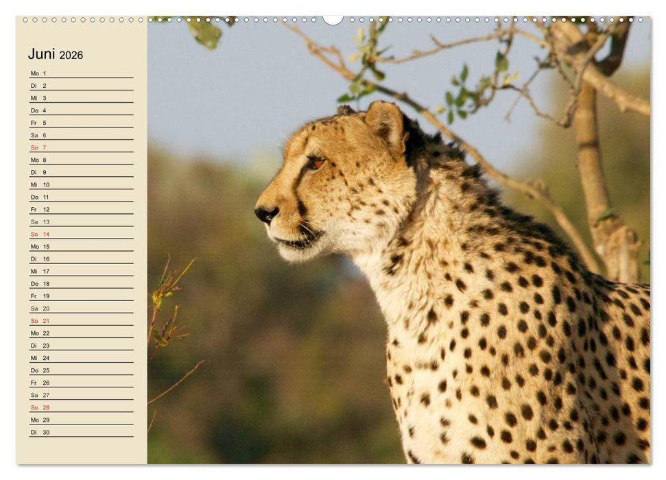 Die Lautlosen. Geparden und Leoparden (CALVENDO Wandkalender 2026)
