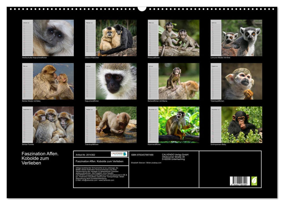 Faszination Affen. Kobolde zum Verlieben (CALVENDO Wandkalender 2026)