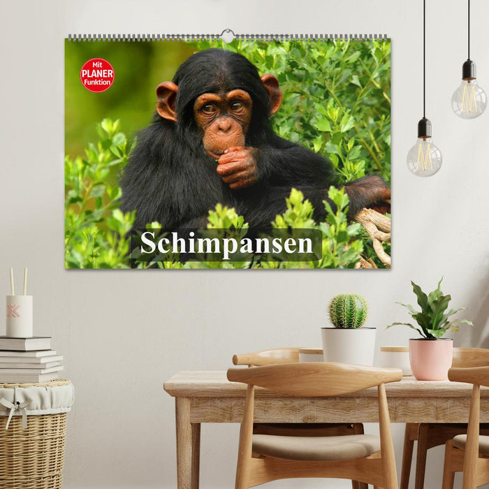 Schimpansen (CALVENDO Wandkalender 2026)