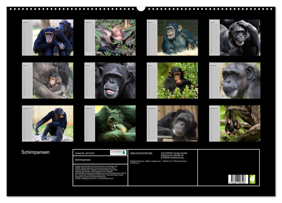 Schimpansen (CALVENDO Wandkalender 2026)