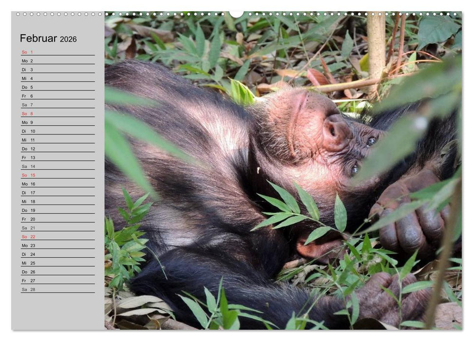 Schimpansen (CALVENDO Wandkalender 2026)