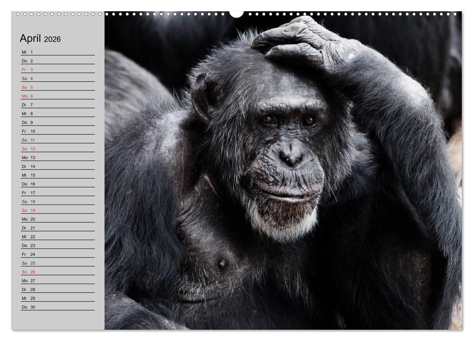 Schimpansen (CALVENDO Wandkalender 2026)