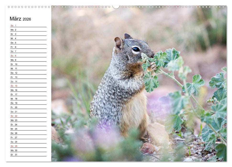 Faszination Grand Canyon (CALVENDO Premium Wandkalender 2026)