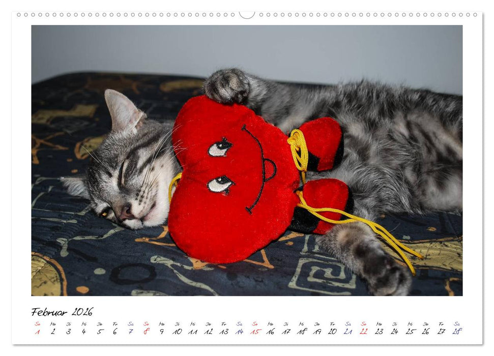Die Launen der Katzen 2026 (CALVENDO Premium Wandkalender 2026)