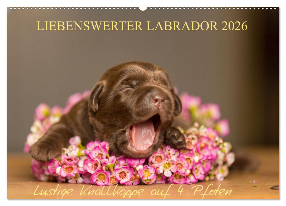 Liebenswerter Labrador 2026 (CALVENDO Wandkalender 2026)