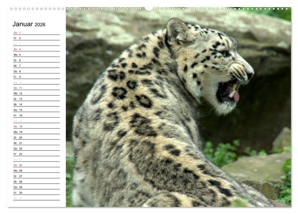 Der Schneeleopard (CALVENDO Premium Wandkalender 2026)