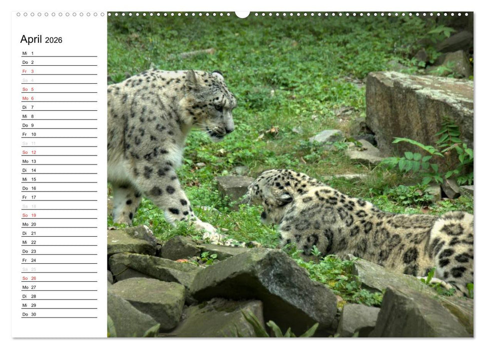 Der Schneeleopard (CALVENDO Premium Wandkalender 2026)