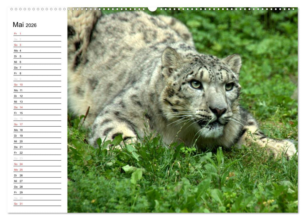 Der Schneeleopard (CALVENDO Premium Wandkalender 2026)