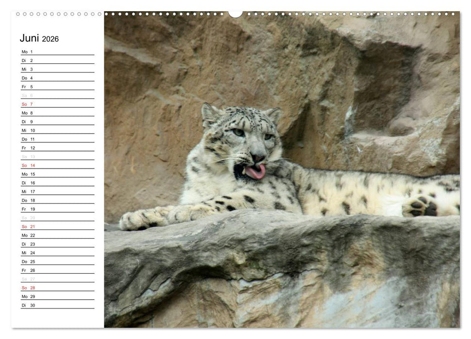 Der Schneeleopard (CALVENDO Premium Wandkalender 2026)