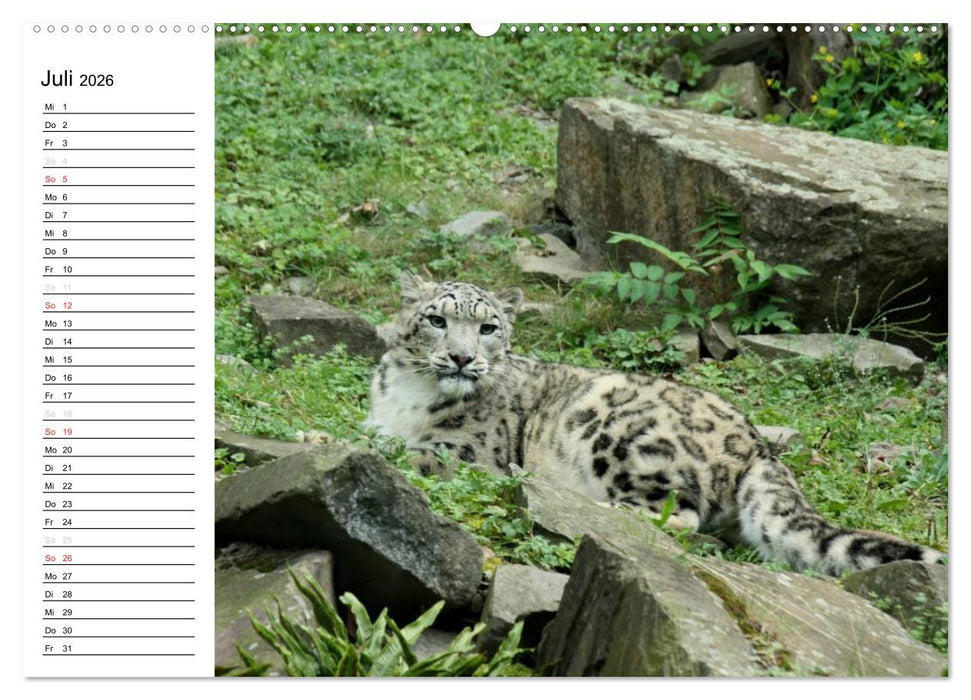 Der Schneeleopard (CALVENDO Premium Wandkalender 2026)