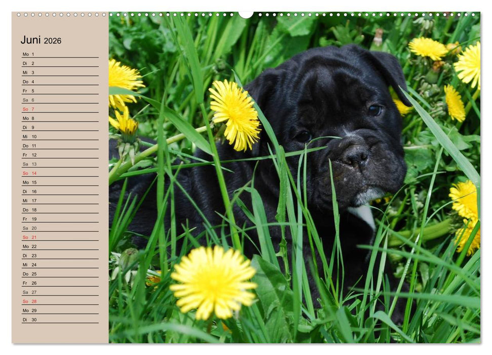 Bulldoggen-Kinder (CALVENDO Premium Wandkalender 2026)