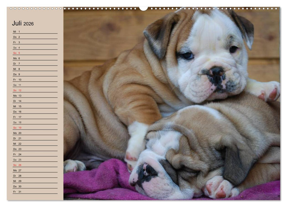 Bulldoggen-Kinder (CALVENDO Premium Wandkalender 2026)