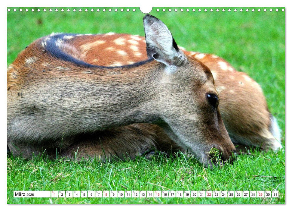 Der Damhirsch - Der Schaufelträger des Waldes (CALVENDO Wandkalender 2026)