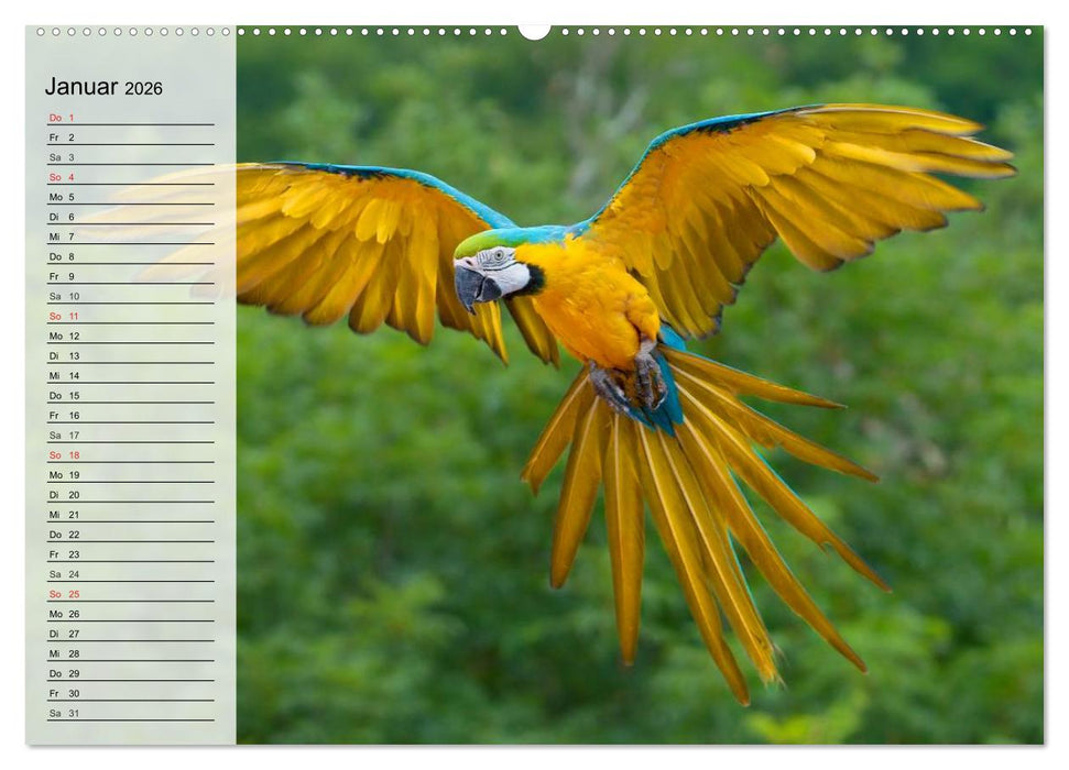 Papageien. Bunt, laut und klug (CALVENDO Premium Wandkalender 2026)