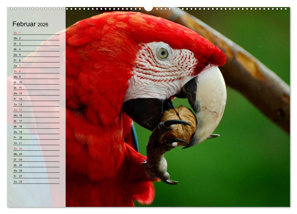 Papageien. Bunt, laut und klug (CALVENDO Premium Wandkalender 2026)