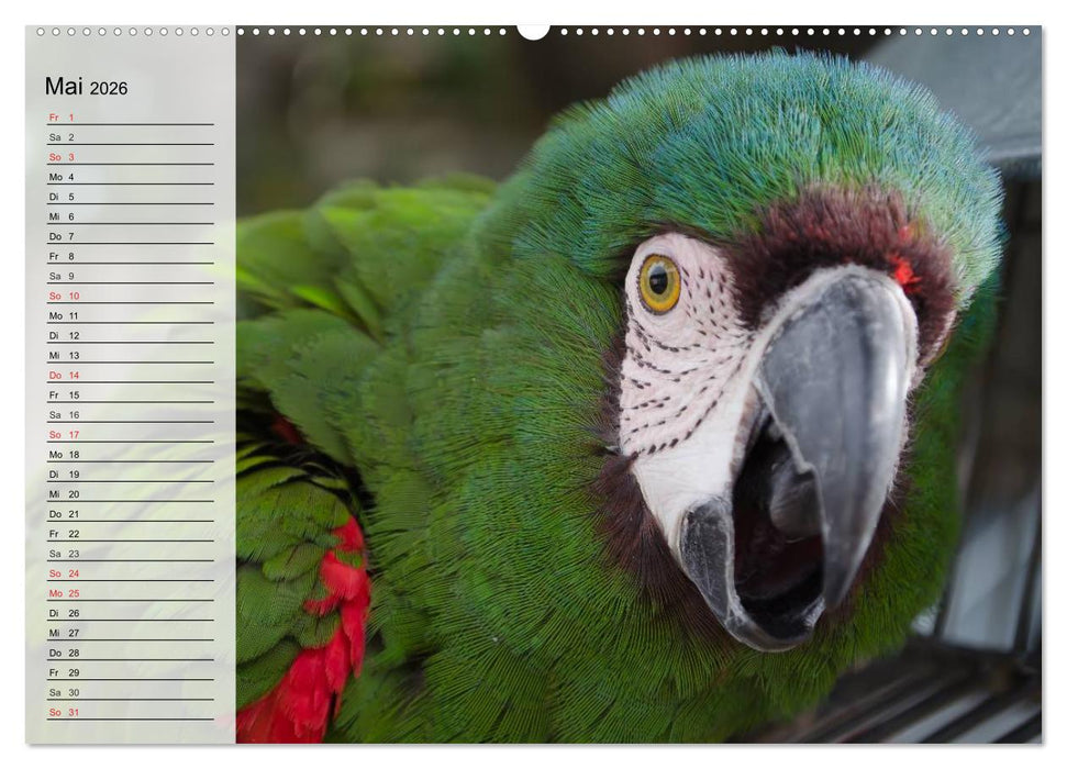 Papageien. Bunt, laut und klug (CALVENDO Premium Wandkalender 2026)