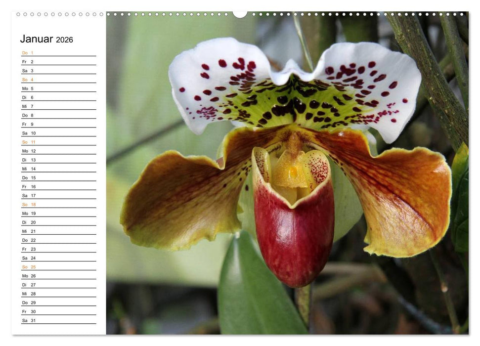 Prachtvolle Orchideen (CALVENDO Wandkalender 2026)